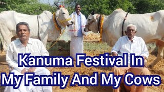 Kanuma Festival 2023 || Kanuma Panduga || My Family And My Cows || Ongole Cows