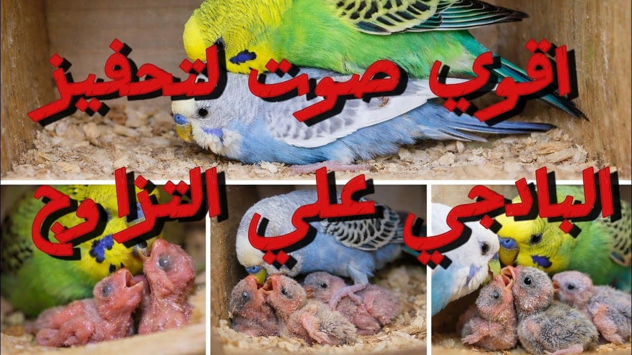 🐦تحفيز البادجي ع التزاوج نتيجه مضمونه💯 بأذن الله❤️