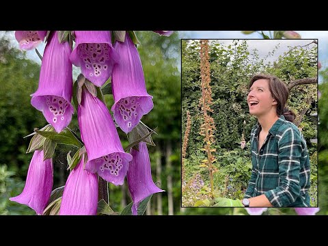 Video: Foxglove Flowers: How To Grow Foxgloves