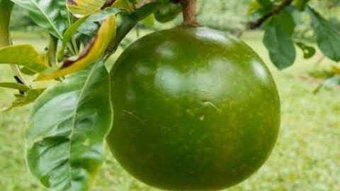 MENGEJUTKAN !! 10 KHASIAT BUAH MAJA UNTUK KESEHATAN