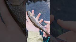 BIG BEAUTIFUL BROOK TROUT (Native) #brooktrout #wildtrout