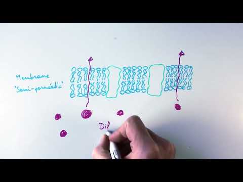Passive transport: simple diffusion and facilitated diffusion