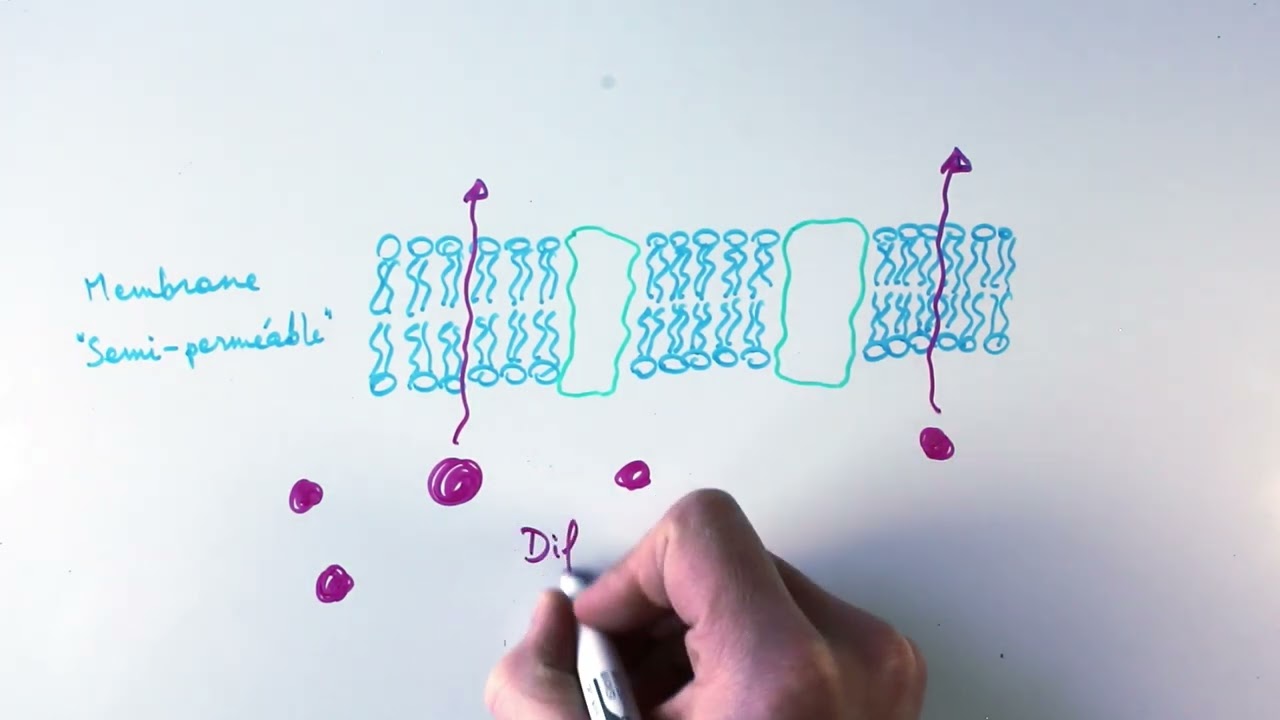Transports passifs : diffusion simple et diffusion facilitée