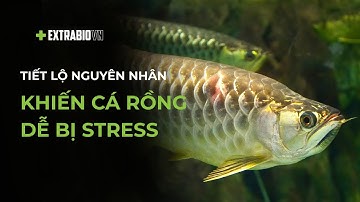 CÁ CHUYỆN | TIẾT LỘ NHỮNG NGUYÊN NHÂN KHIẾN CÁ RỒNG DỄ BỊ STRESS