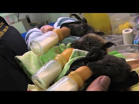 Video: Ci sono pipistrelli nella mia soffitta?