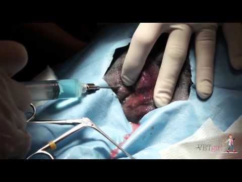 एक कुत्ते में गुदा ग्रंथि थैली फोड़ा | VETgirl पशु चिकित्सा सीई वीडियो