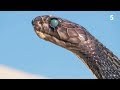 Fascinant  un serpent mue en direct  zapping sauvage