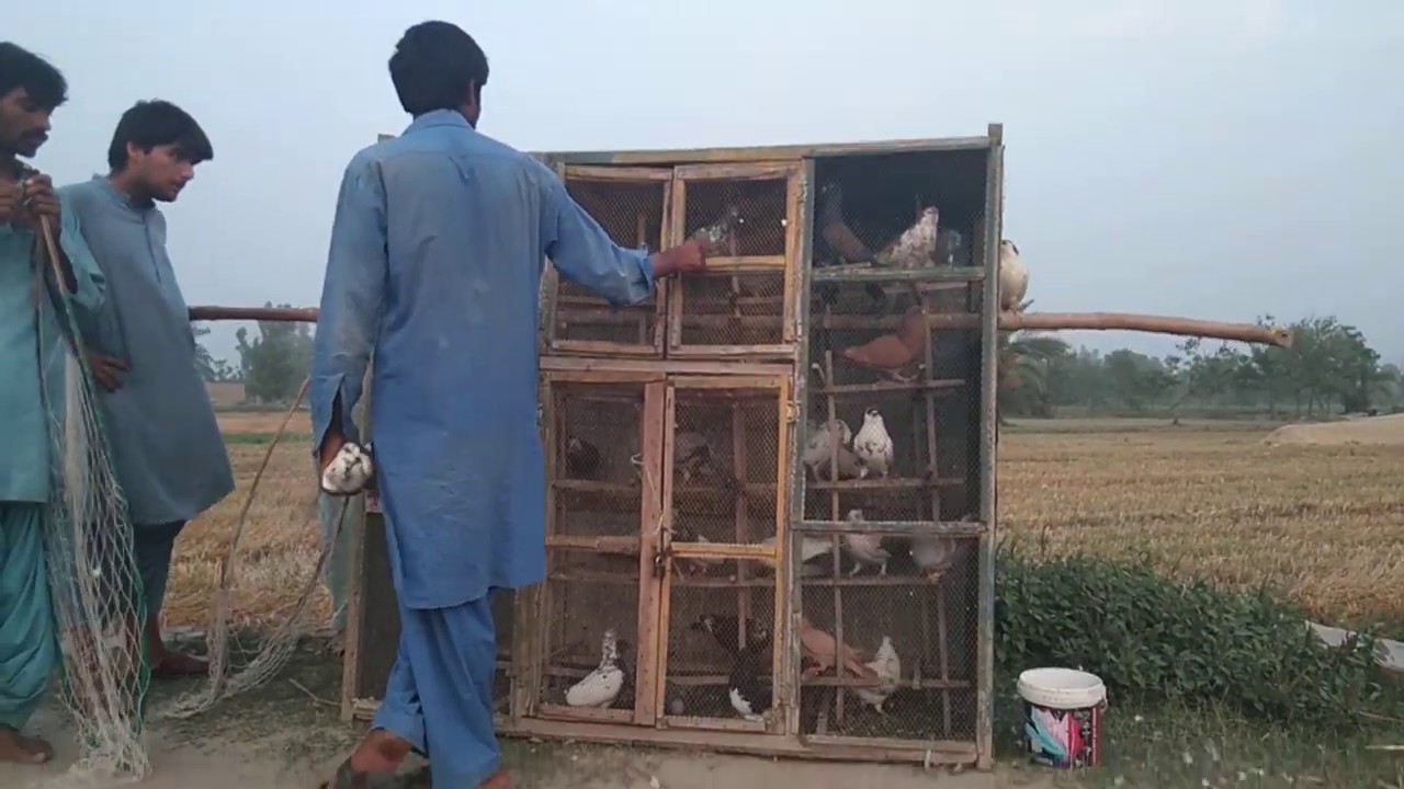 Pigeon Racing Training racing pigeons competition YouTube