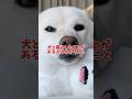 犬と暮らしたことがある人は分かるかも?🥰 #shorts #柴犬 #犬 #dog