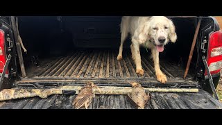 Lance A Becada Con Preciosa Muestra De Blanc.