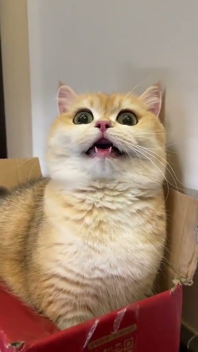 Malahan Ngumpett 😅😅😅😅 #shorrts #cat