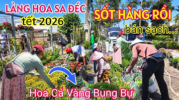 LÀNG HOA SA ĐÉC 2026 SỐT HÀNG KHÁCH VÀO TẬN NƠI MUA SẬP DÀN LUÔN - HOA CÁ VÀNG BỤNG BỰ LỘ DIỆN