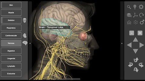 3D Human Anatomy Introduction