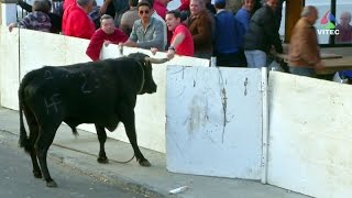 Tourada à corda em Das Fontinhas, Fontinhas, 2015