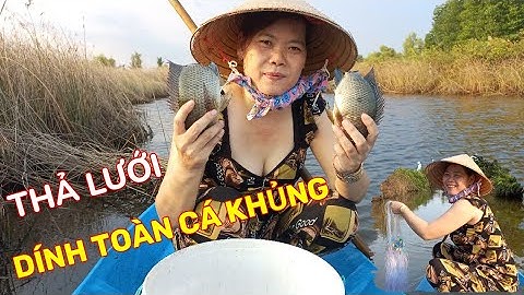 Thôn Nữ Cà Mau Giăng Lưới Cá Rô Phi Dính  Bầy Cá Khủng//Sông Nước Cà Mau.