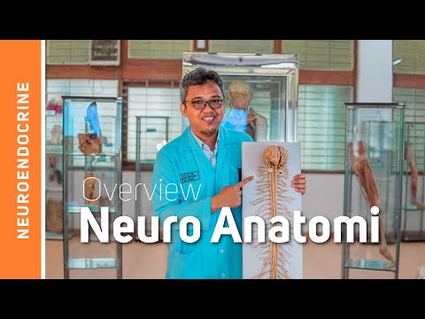 Anatomi Sistem Saraf-Pendahuluan (Overview Neuroanatomi)