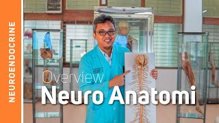 Anatomi Sistem Saraf-Pendahuluan (Overview Neuroanatomi)