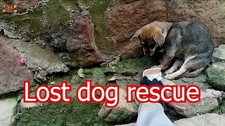 Lost dog rescue - Pet rescue center