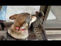 犬との早朝散歩を終えて