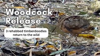 Woodcocks go dancing back into the wild!