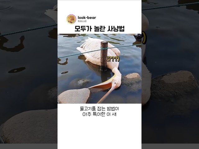 펠리컨이 물고기를 사냥하는 방법