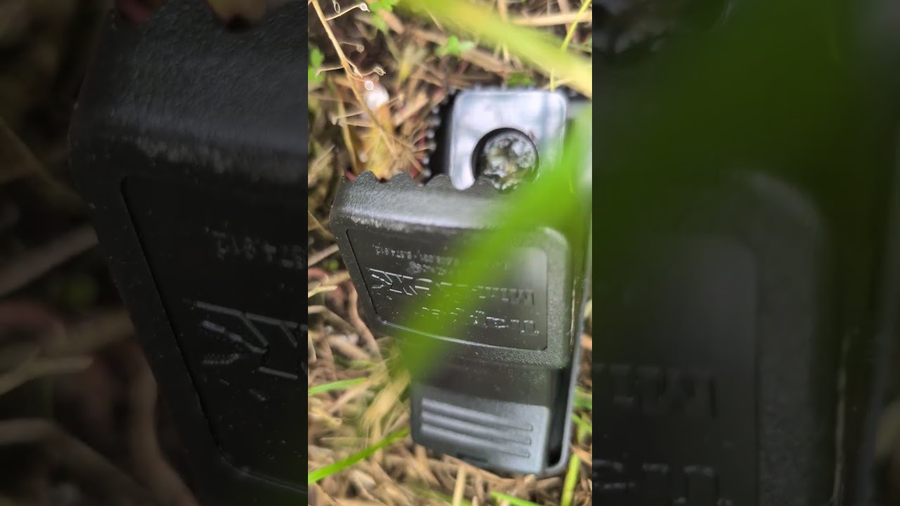 voles are easy in mouse traps