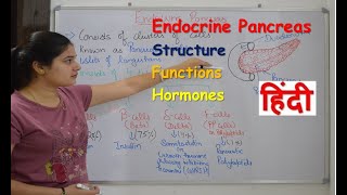Pancreas endocrine gland in hindi || insulin || functions || structure || Rj Medical Education
