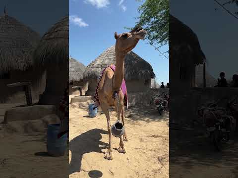 أنا أستيقظ وأربط حبل ا حول كتفي