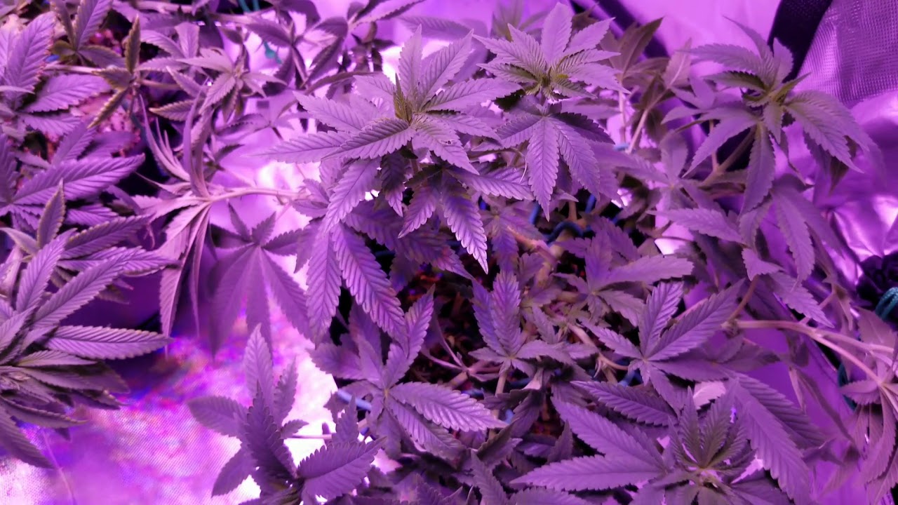 Mini Grow season 2 episode 7. Mass Medical Strains veg tent update