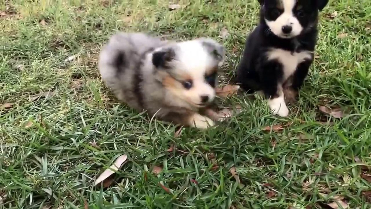 toy blue merle australian shepherd