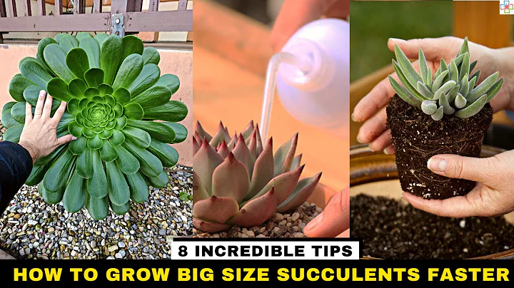 How to Grow Big Size Succulents Faster 8 Incredible Tips - DayDayNews