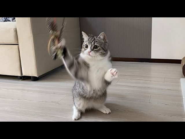まもち 様 おまとめ♡ In the middle of the night, my cat was frantically pleading