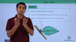 Class 11th β Leaf β Introduction | Morphology of Flowering Plants | Tutorials Point