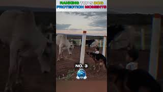 RANKING DOG PROTECTION MOMENTS