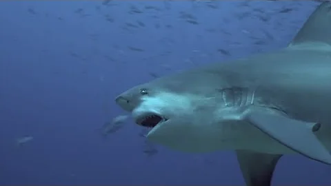 8 Foot Bull Shark Attacks Diver