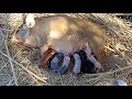 Os bacurinhos nasceram / recebi o Raio X / olha como está os açudes.