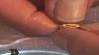 How to Nick Seeds