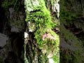 Wild moss mushrooms taiga  bushcraft forest moss taiga