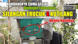 MITOS TERPECAHKAN, ABANG OJOL INI SUKSES TERN4K BURUNG HYBR1D SILANG4N TRUCUK DENGAN KUTILANG