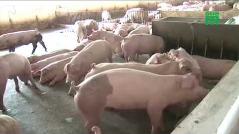 Ăn thịt lợn mắc dịch tả châu Phi có nguy hiểm? | VTC14