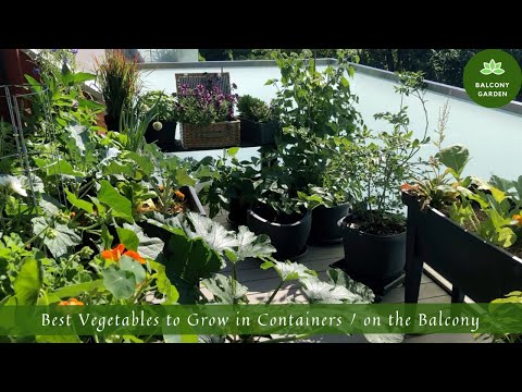 Best Vegetables to Grow in Containers / on the Balcony | What to Grow on the Balcony