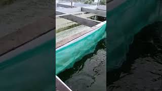 Kapan waktu yang tepat untuk melakukan SORTIR ikan lele❓