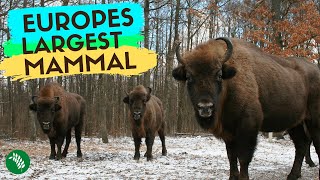 REWILDING BRITAIN - Is the UK Ready For the Bison?
