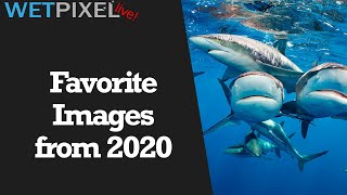Favorite Underwater Images of 2020