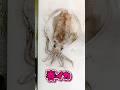 アオリイカ親1.4キロ【刺身用捌き】 #アオリイカ #アオリイカ刺身 #西浅