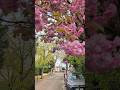 Beautiful Clamart, Paris #travel#paris#france#clamart#spring🩷🌷🌸🌸🌸