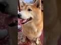 柴犬福 姉に自分勝手と言われおばあさんにも笑われてしまう柴犬の続き🤣Sis and Shiba🤣#姉と柴 #shorts #japanesedog #柴犬 #shibainu #시바견