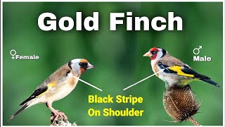 Perbedaan Antara Burung Gold Finch Eropa Jantan dan Betina | Identifikasi Jenis Kelamin Burung Gold Finch