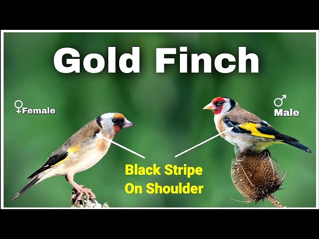 Perbedaan Burung Finch Emas Eropa Jantan dan Betina | Identifikasi gender burung kutilang emas class=