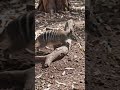 Numbat - Amazing Animals